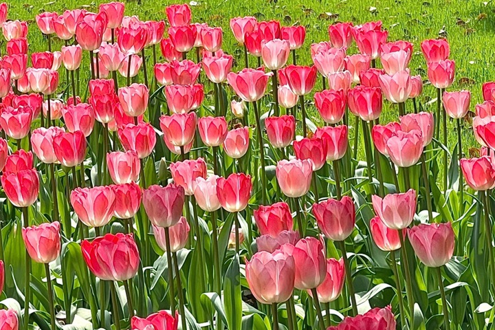 郁金香花期是幾月份，什么時(shí)候開花