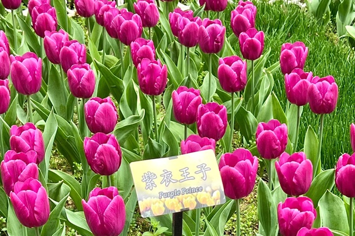 郁金香花期是幾月份，什么時(shí)候開花