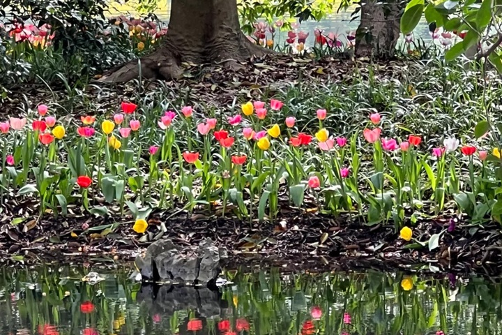 郁金香花期是幾月份，什么時(shí)候開花