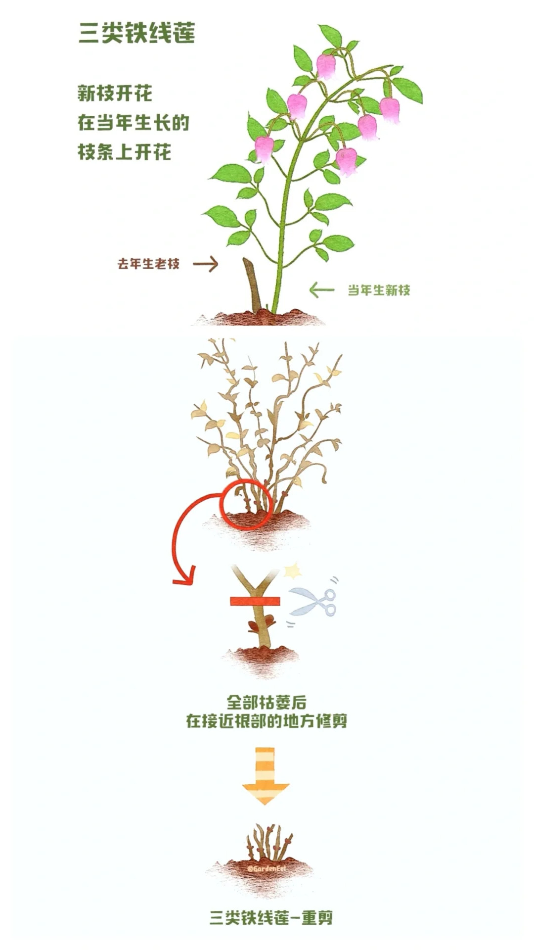 鐵線蓮一類二類三類品種有什么區(qū)別？