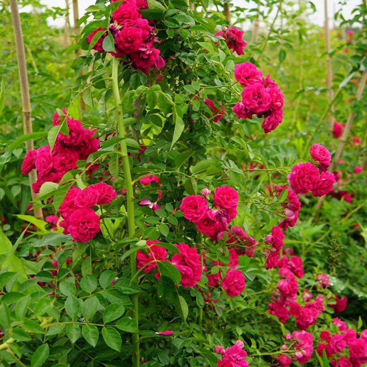 紅木香是薔薇還是月季