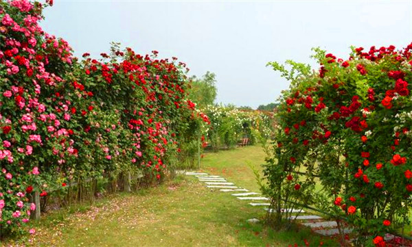 御用馬車(chē)是一季花還是多季花