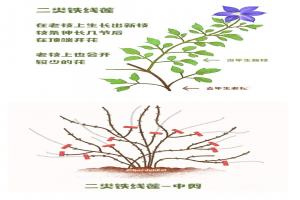 鐵線蓮一類二類三類品種有什么區(qū)別？