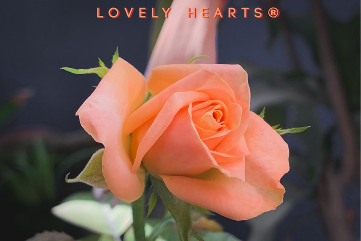 可愛(ài)的心Lovely Hearts