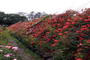 紅色龍沙寶石能長多高